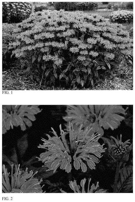 Figure 1 of US plant patent PP35192, the photograph of Lavender Taffeta printed in the patent.