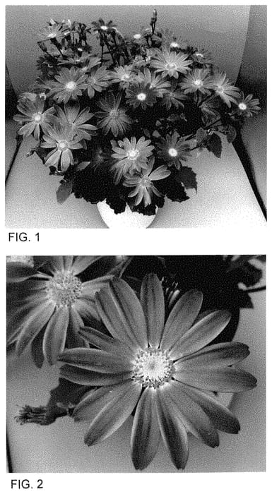 Figure 1 of US plant patent PP35193, the photograph of Sene Nirenago printed in the patent.