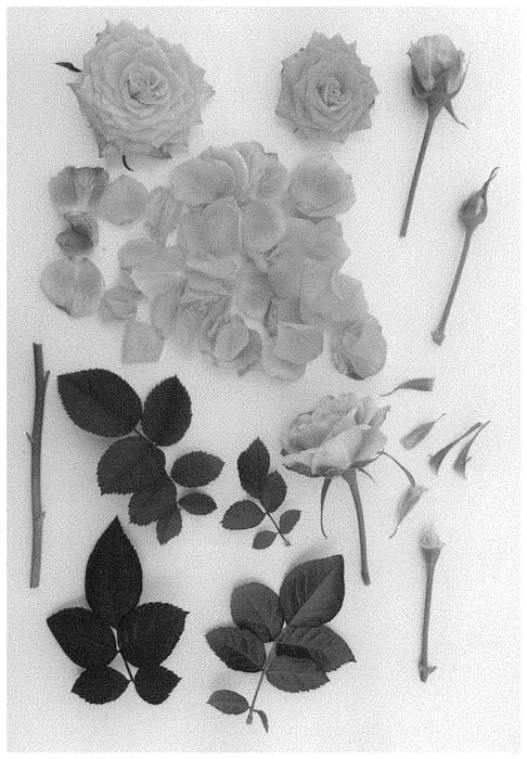 Figure 1 of US plant patent PP35194, the photograph of Poulpah110 printed in the patent.