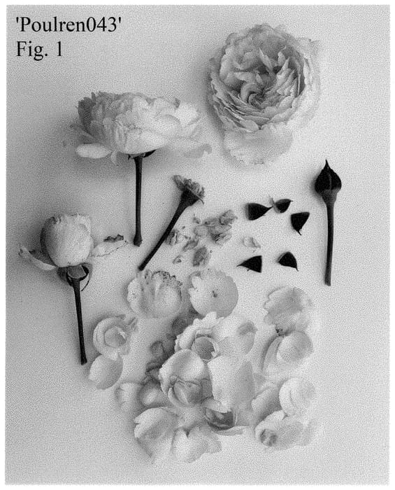 Figure 1 of US plant patent PP35195, the photograph of Poulren043 printed in the patent.