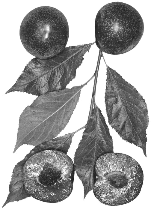 Figure 1 of US plant patent PP35196, the photograph of Lavish Lacey printed in the patent.