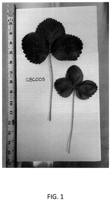 Figure 1 of US plant patent PP35197, the photograph of CBC005 printed in the patent.