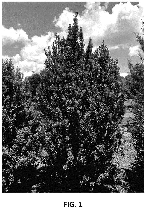 Figure 1 of US plant patent PP35198, the photograph of RutHol7 printed in the patent.