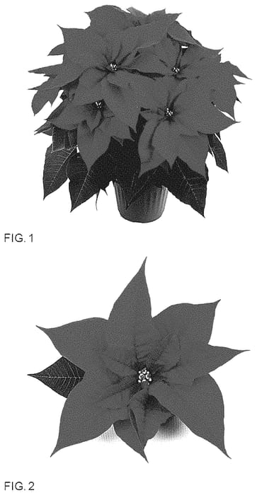 Figure 1 of US plant patent PP35199, the photograph of LAZZPO1531 printed in the patent.