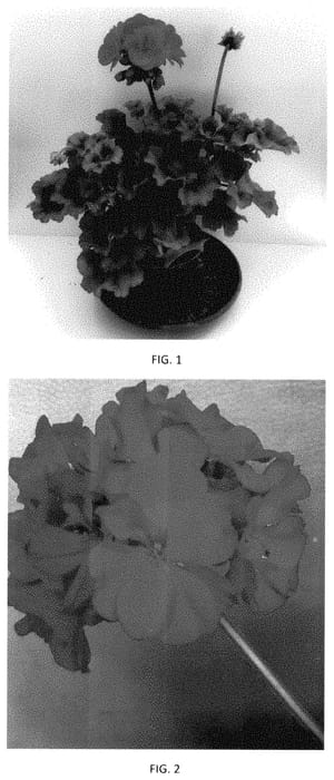 Figure 1 of US plant patent PP35200, the photograph of PEQZ0093 printed in the patent.