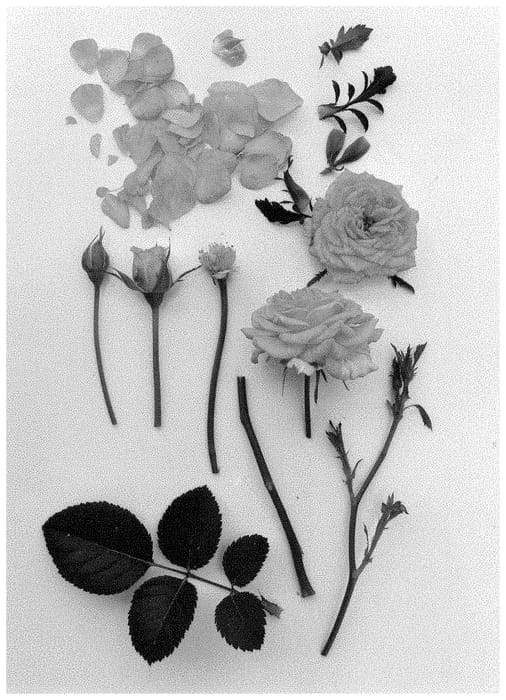 Figure 1 of US plant patent PP35201, the photograph of Poulpal094 printed in the patent.