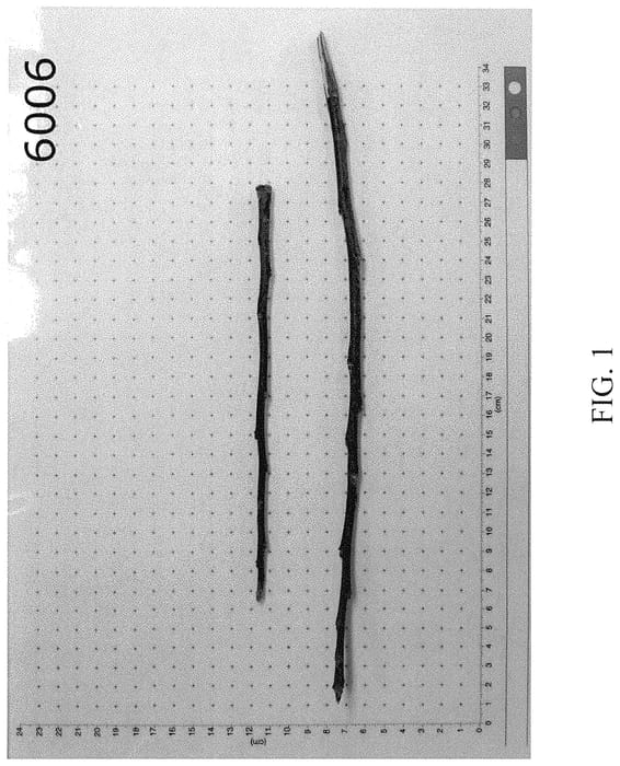 Figure 1 of US plant patent PP35202, the photograph of G.66 printed in the patent.