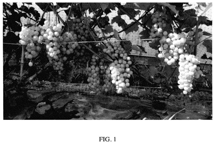 Figure 1 of US plant patent PP35203, the photograph of Juneau blanc printed in the patent.