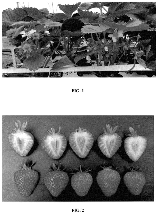 Figure 1 of US plant patent PP35204, the photograph of Malling Vitality printed in the patent.
