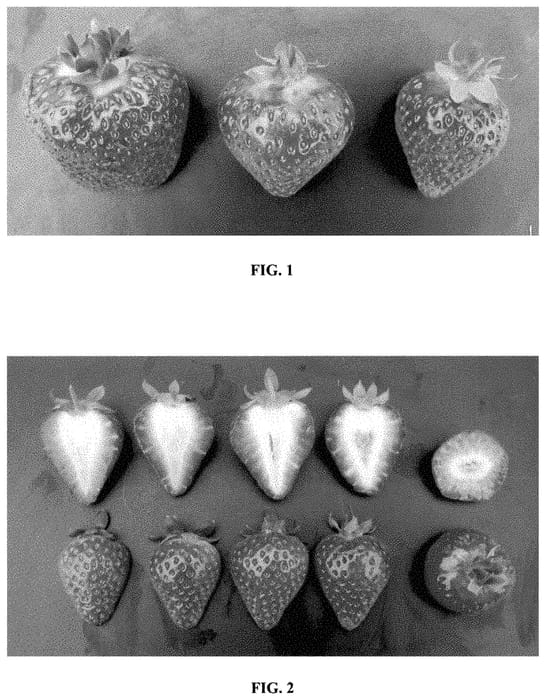 Figure 1 of US plant patent PP35205, the photograph of Malling Ace printed in the patent.