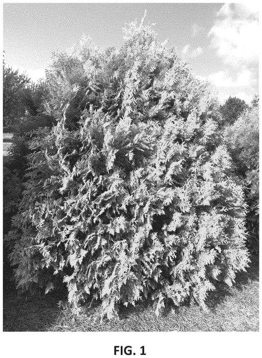 Figure 1 of US plant patent PP35206, the photograph of RutThu3 printed in the patent.