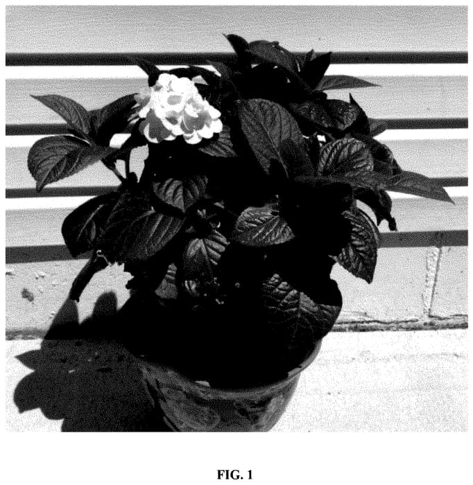 Figure 1 of US plant patent PP35207, the photograph of Hokomagrito printed in the patent.