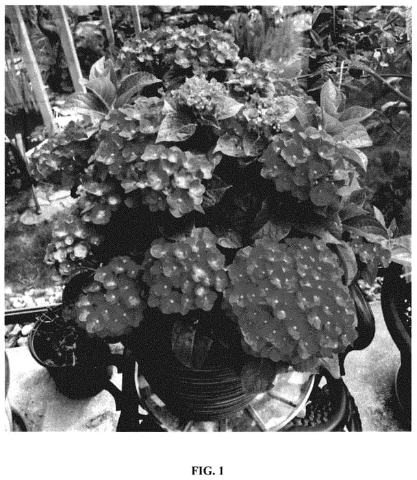 Figure 1 of US plant patent PP35208, the photograph of Hokomarouge printed in the patent.