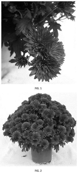Figure 1 of US plant patent PP35209, the photograph of CIFZ0090 printed in the patent.