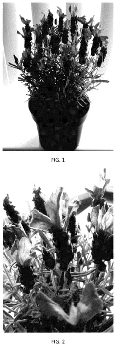 Figure 1 of US plant patent PP35210, the photograph of LABZ0012 printed in the patent.
