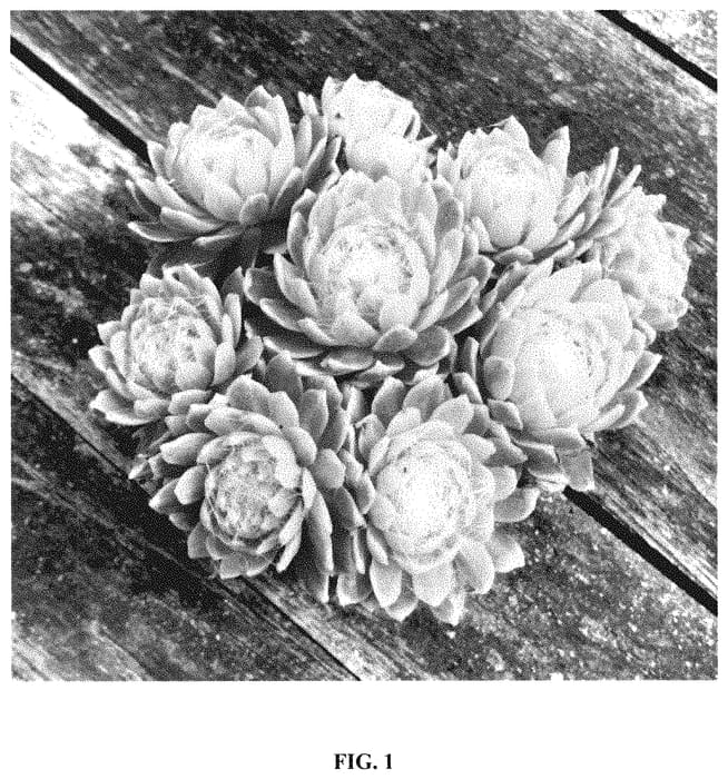 Figure 1 of US plant patent PP35211, the photograph of Belsemyel2 printed in the patent.