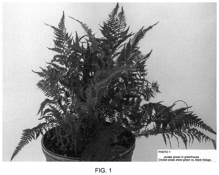 Figure 1 of US plant patent PP35212, the photograph of JA1966 printed in the patent.