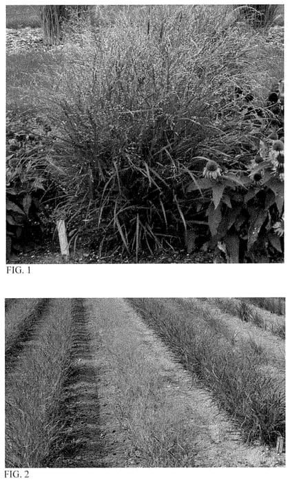Figure 1 of US plant patent PP35213, the photograph of Red Flame printed in the patent.