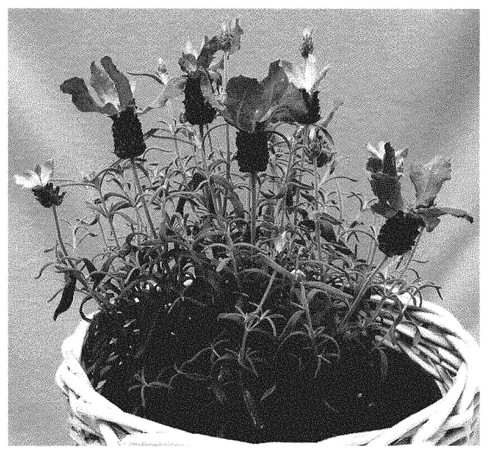 Figure 1 of US plant patent PP35214, the photograph of IB61026 printed in the patent.