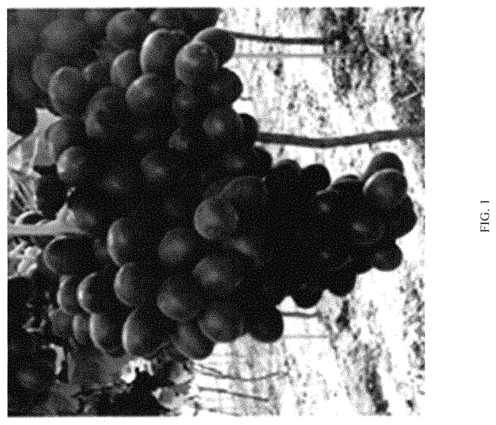 Figure 1 of US plant patent PP35215, the photograph of Itumtwelve printed in the patent.