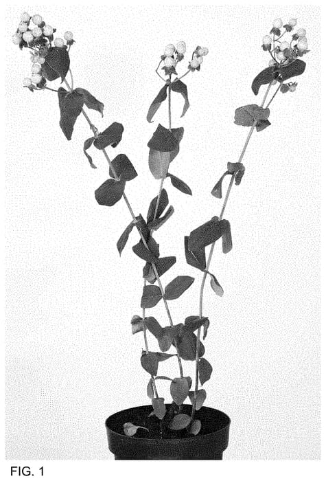 Figure 1 of US plant patent PP35216, the photograph of Allhygela printed in the patent.