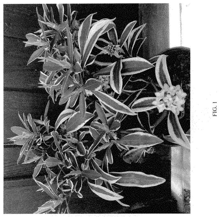 Figure 1 of US plant patent PP35217, the photograph of MONZULZAY printed in the patent.