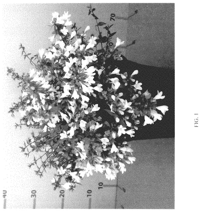 Figure 1 of US plant patent PP35218, the photograph of Minabcris01 printed in the patent.