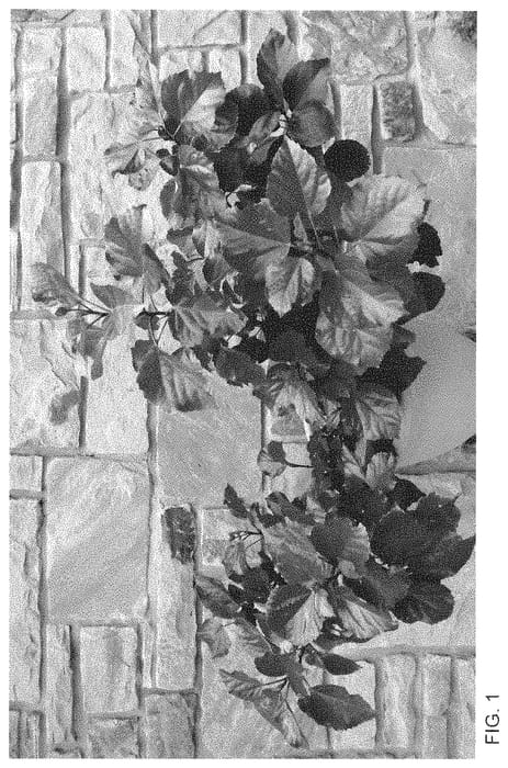 Figure 1 of US plant patent PP35219, the photograph of Orange Lava Wind printed in the patent.