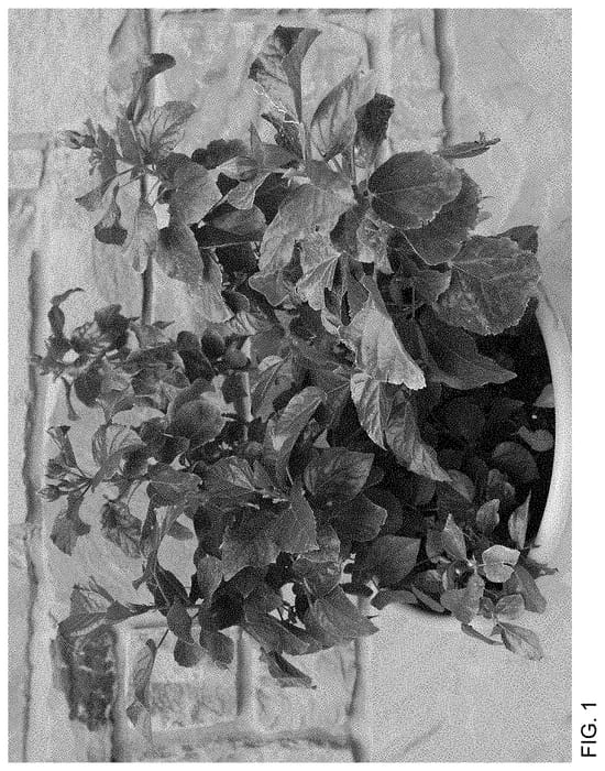 Figure 1 of US plant patent PP35220, the photograph of Pink Flamingo Wind printed in the patent.