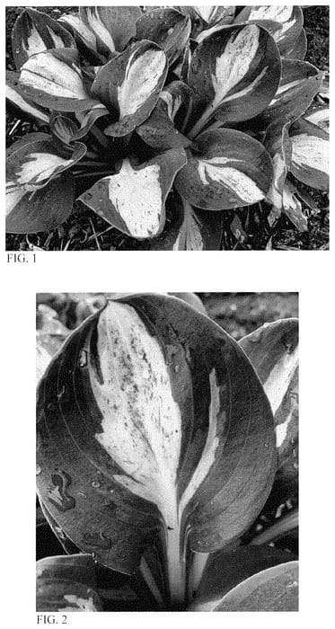 Figure 1 of US plant patent PP35221, the photograph of Mouseketeer printed in the patent.