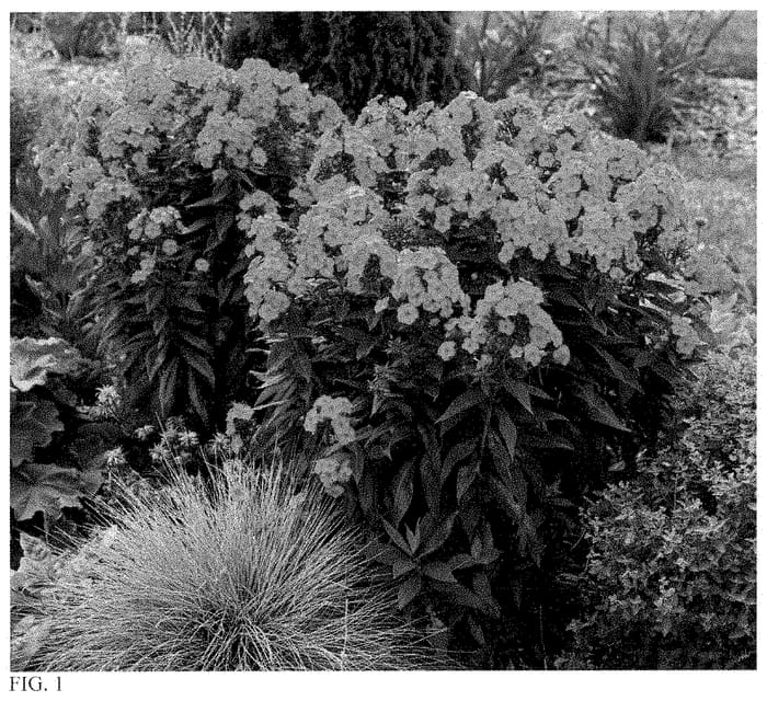 Figure 1 of US plant patent PP35222, the photograph of Sunset Coral printed in the patent.