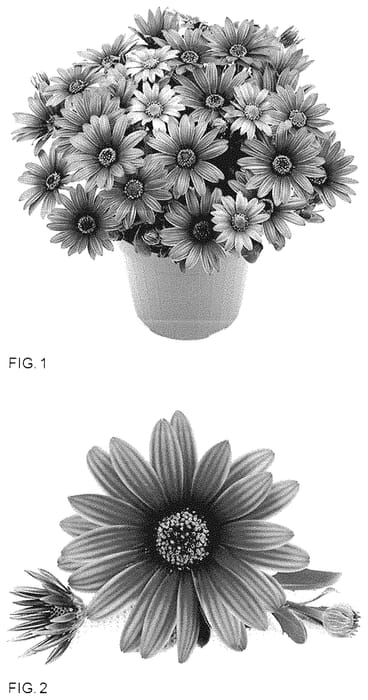 Figure 1 of US plant patent PP35223, the photograph of LAZOST1831 printed in the patent.