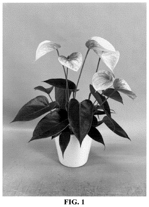 Figure 1 of US plant patent PP35224, the photograph of AN2863066 printed in the patent.
