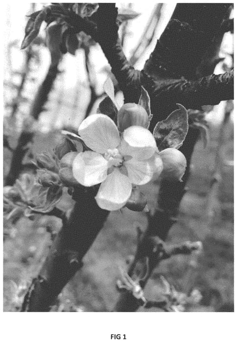 Figure 1 of US plant patent PP35225, the photograph of MD-TAP1 printed in the patent.