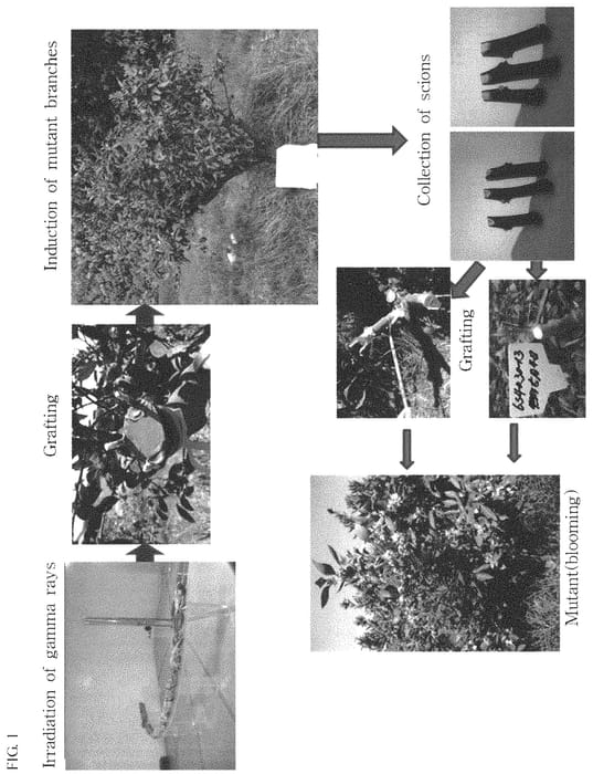 Figure 1 of US plant patent PP35226, the photograph of Jedae printed in the patent.