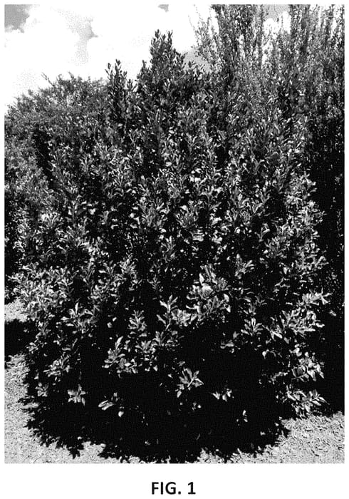Figure 1 of US plant patent PP35227, the photograph of RutHol6 printed in the patent.