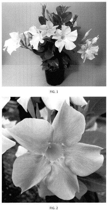 Figure 1 of US plant patent PP35228, the photograph of MANZ0021 printed in the patent.