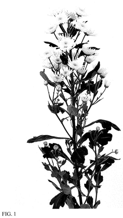 Figure 1 of US plant patent PP35229, the photograph of DLFMARA1 printed in the patent.