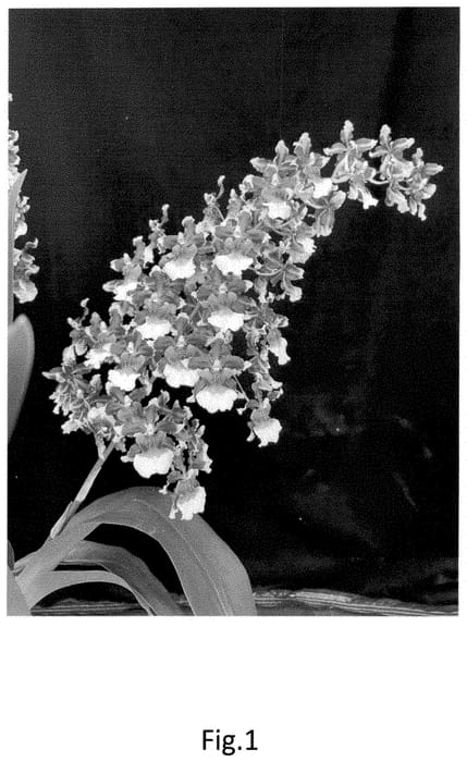 Figure 1 of US plant patent PP35230, the photograph of Hula Girl printed in the patent.