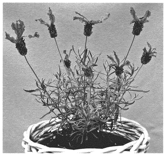 Figure 1 of US plant patent PP35231, the photograph of IB61024 printed in the patent.