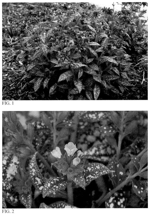 Figure 1 of US plant patent PP35232, the photograph of Pink-a-Blue printed in the patent.