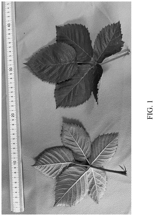 Figure 1 of US plant patent PP35233, the photograph of DrisBlackThirtyOne printed in the patent.