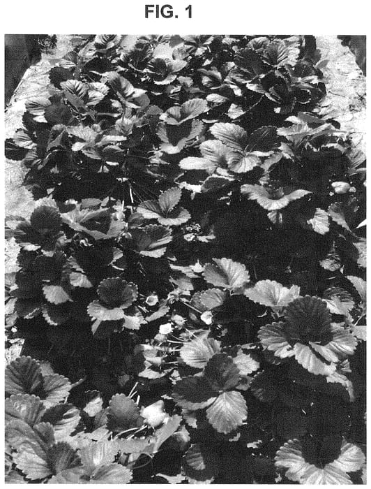 Figure 1 of US plant patent PP35234, the photograph of SB_14_223-007 printed in the patent.