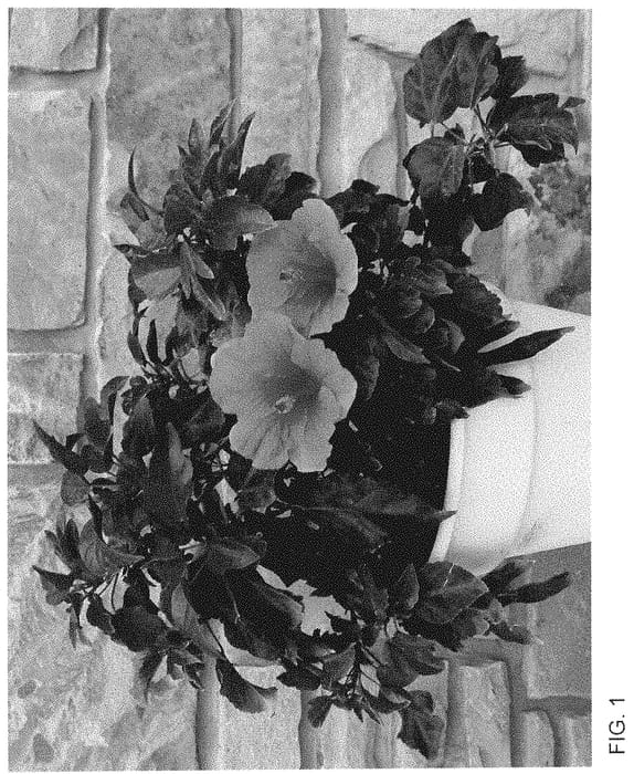 Figure 1 of US plant patent PP35235, the photograph of Pink Punch Wind printed in the patent.