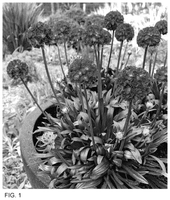 Figure 1 of US plant patent PP35236, the photograph of Vivid Dreams printed in the patent.