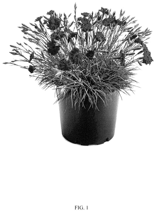 Figure 1 of US plant patent PP35237, the photograph of WP22 PIE68 printed in the patent.