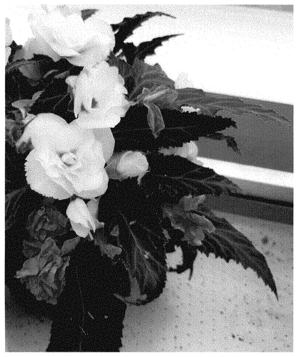 Figure 1 of US plant patent PP35238, the photograph of Dobegiclalu printed in the patent.