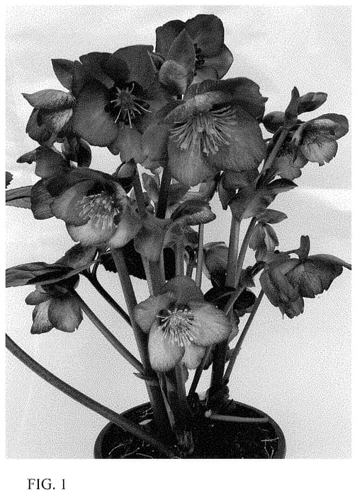 Figure 1 of US plant patent PP35239, the photograph of ET EPB 716 printed in the patent.