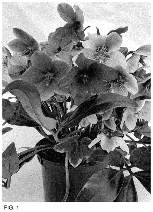Figure 1 of US plant patent PP35240, the photograph of ET EPB SM 14 printed in the patent.