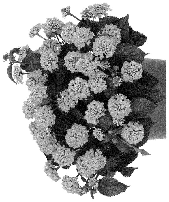 Figure 1 of US plant patent PP35241, the photograph of Dolanhagol 23 printed in the patent.